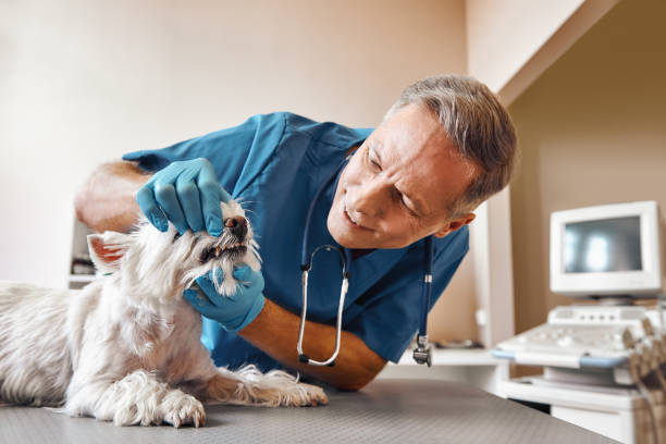 Best Emergency Treatment for Dental Infections or Abscesses in Ortonville, MN
